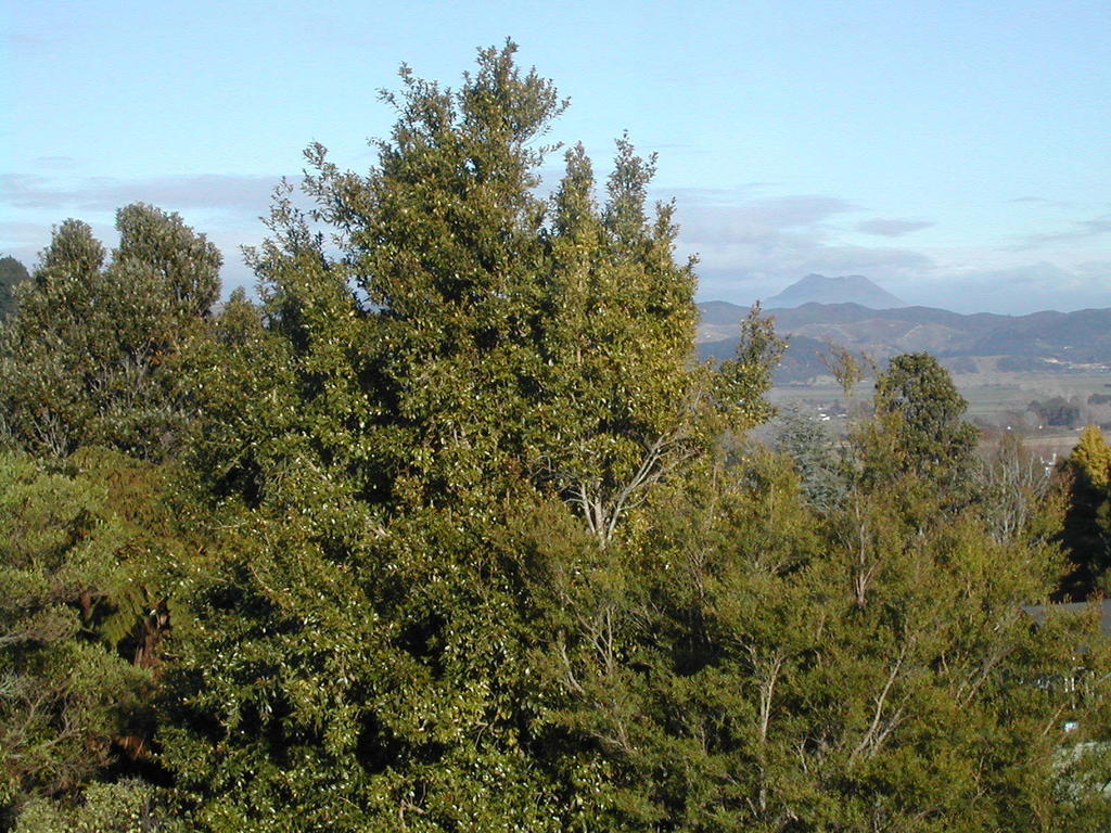 Crestwood Bed And Breakfast Whakatane Kültér fotó
